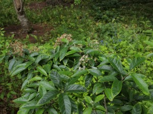 Sorbus folgneri ‘Emiel’