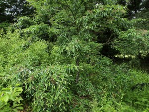 Sorbus folgneri ‘Emiel