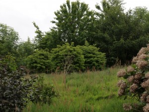 Larix kaempferi