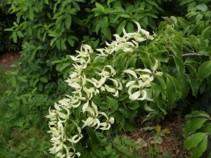 Cornus kousa no name