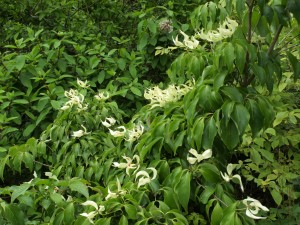 Cornus kousa no name