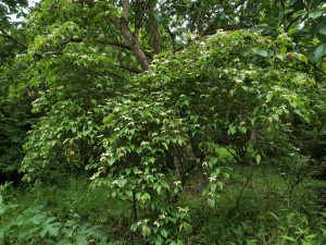 Cornus kousa ‘Windles Weeping’