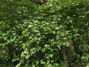 Cornus kousa ‘Windles Weeping’