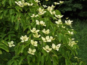 Cornus kousa ‘Gloria (?) Birkett’