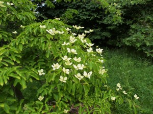 Cornus kousa ‘Gloria (?) Birkett’