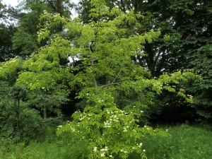 Cornus kousa ‘Gloria (?) Birkett’