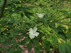 Cornus kousa ‘Milky Way’