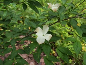 Cornus kousa ‘Milky Way’