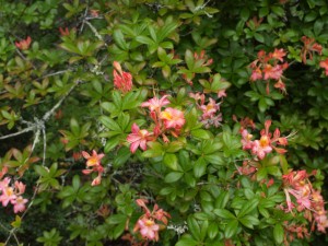 Azalea no name