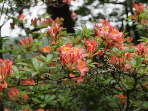 Azalea no name