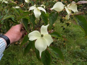 Cornus kousa ‘Doubloon’