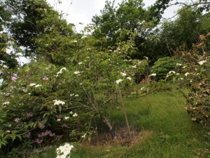 Cornus kousa ‘Doubloon’