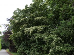 Cornus kousa