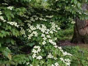 Cornus kousa