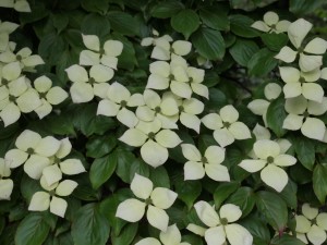 Cornus kousa