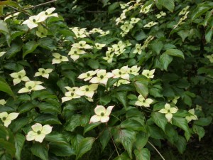 Cornus kousa ‘Miss Petty’