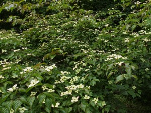 Cornus kousa ‘Miss Petty’