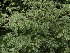 Cornus kousa ‘Samaritan’