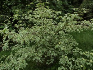 Cornus kousa ‘Samaritan’