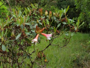 Rhododendron royalii hybrid