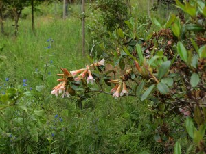 Rhododendron royalii hybrid
