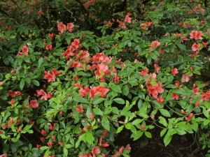 evergreen azalea