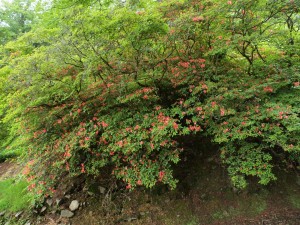 evergreen azalea