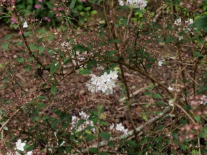 Deutzia subulata