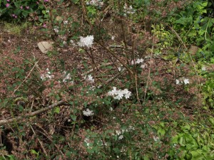 Deutzia subulata