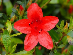 Azalea indica