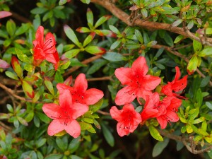 Azalea indica