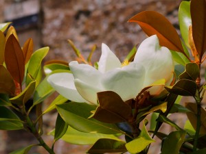 MAGNOLIA grandiflora ‘Russet’