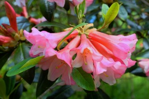 Rhododendron royalii ‘Pink Flush’