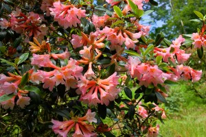 Rhododendron royalii ‘Pink Flush’