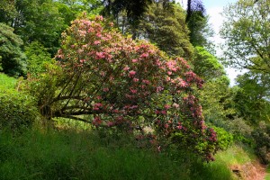 Rhododendron royalii ‘Pink Flush’