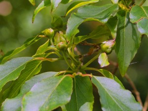 Stewartia sinensis