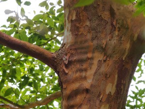 Stewartia sinensis