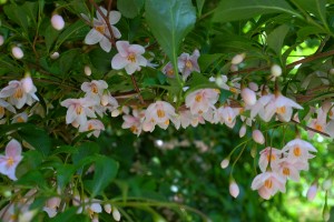 Styrax japonica ‘Pink Chimes’