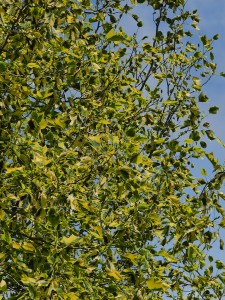 Liriodendron tulipifera ‘Aureomarginata’