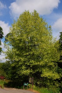 Liriodendron tulipifera ‘Aureomarginata’