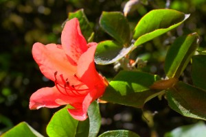 Rhododendron weyrichii