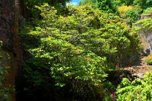 Rhododendron weyrichii