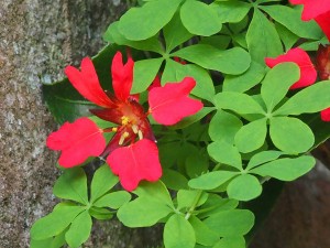 Tropaeolum speciosum