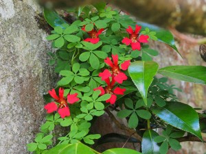 Tropaeolum speciosum