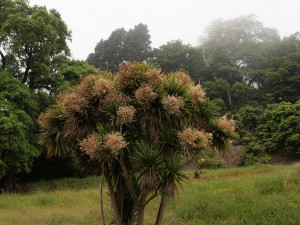 Cordyline australis