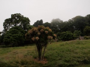 Cordyline australis