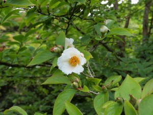 Stewartia pseudocamellia