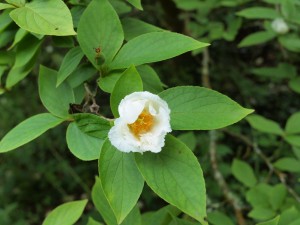 Stewartia pseudocamellia