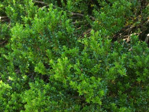 Myrtus communis var tarentina