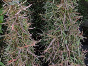 Trachelospermum jasminoides ‘Waterwheel’